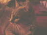 db_cat21
