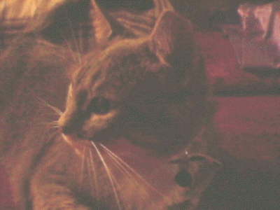 db_cat21