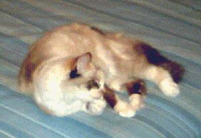 db_db_db_catsm131