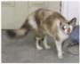 db_db_db_kitten400x320131