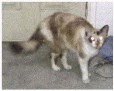 db_db_db_kitten400x320131