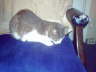 db_dbcat11