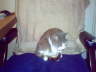 db_dbcat21
