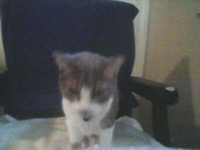 db_dbcat31