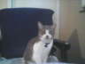 db_dbcat41