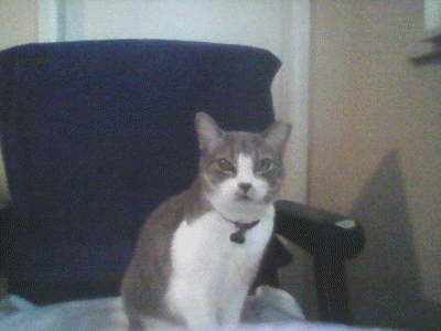 db_dbcat41